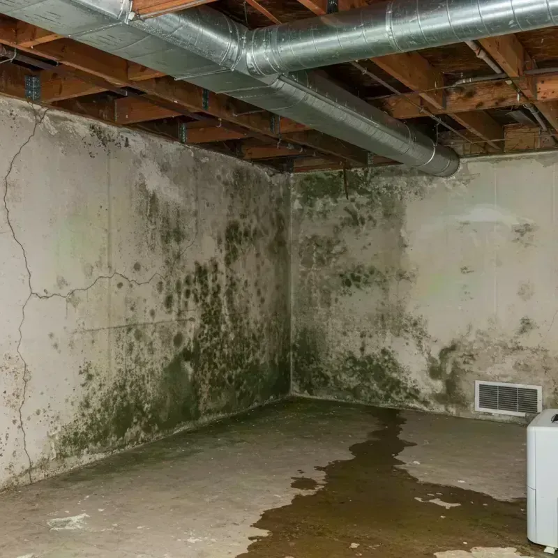 Professional Mold Removal in Dunklin County, MO